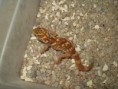 /album/chondrodactylus-angulifer/chondrodactylus-angulifer-jpg/